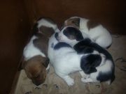 4 Jack Russell Puppies